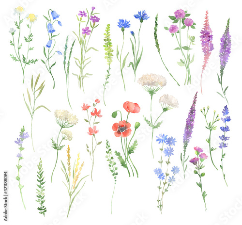 Wildflowers watercolor illustration meadow