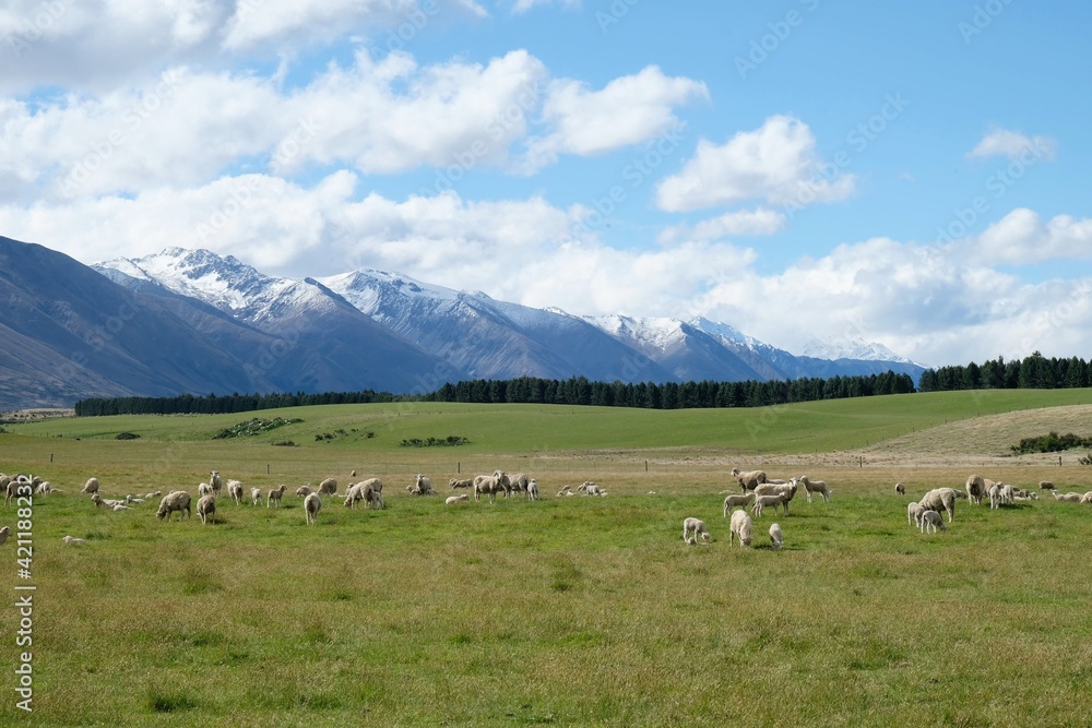 ニュージーランドの田舎にあるの羊のための牧草地帯