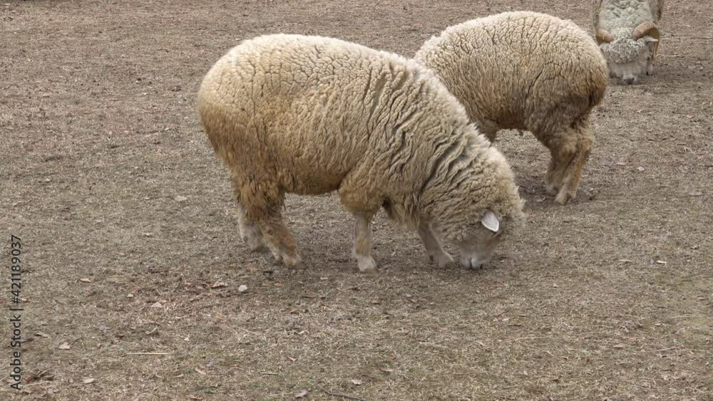 Sheep Foraging Food On Ground Of Zoo At Daytime. - static shot Sheep Foraging Food On Ground Of Zoo At Daytime. - static shot