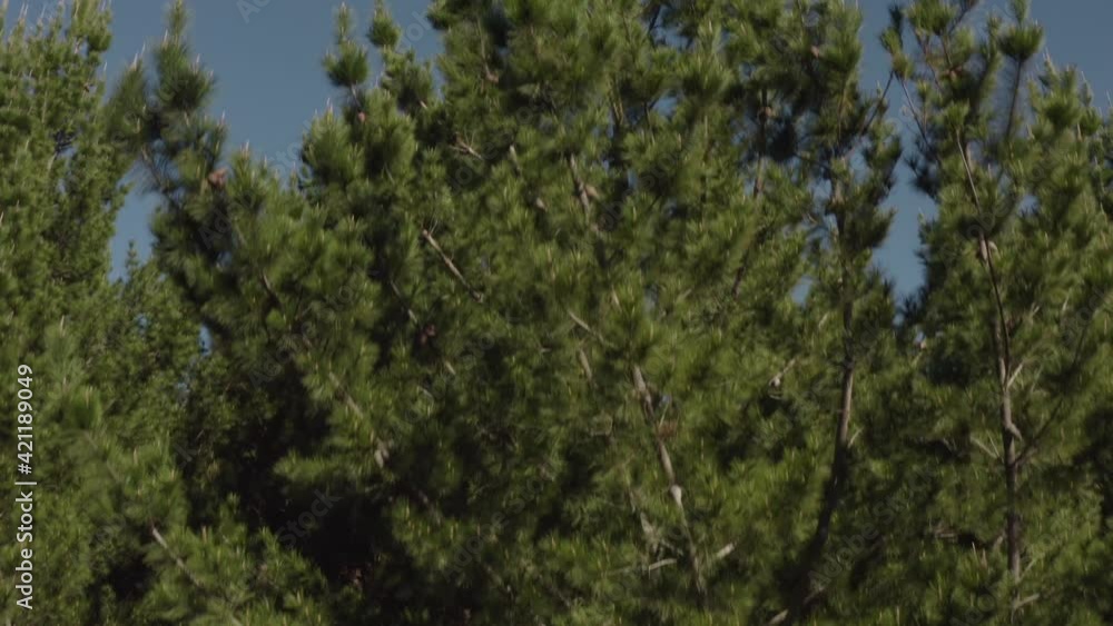 Drone rising from pine tree forest revealing dense evergreen woodland, forestry Drone rising from pine tree forest revealing dense evergreen woodland, forestry