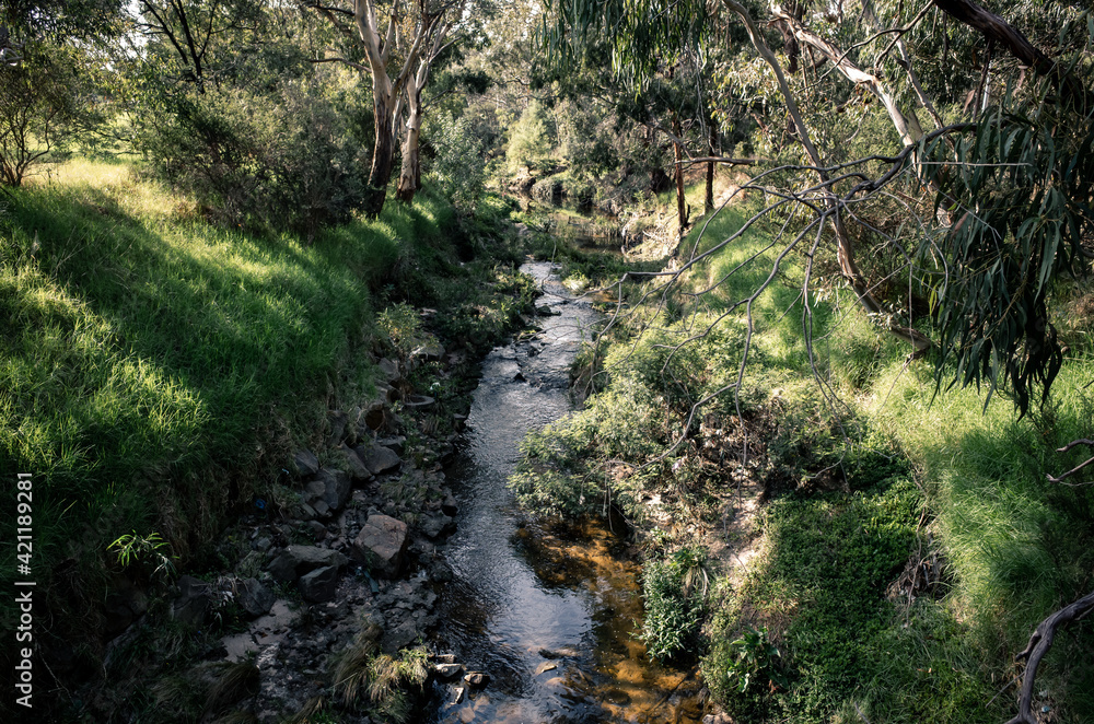 Creek in the forest