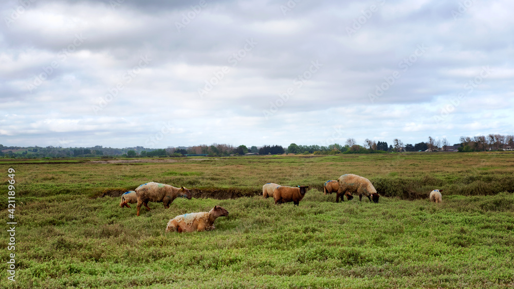 Herd of sheep in the Cotentin saltbush. Sienne river valley