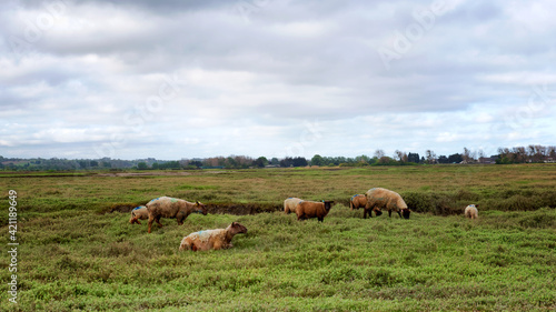 Herd of sheep in the Cotentin saltbush. Sienne river valley