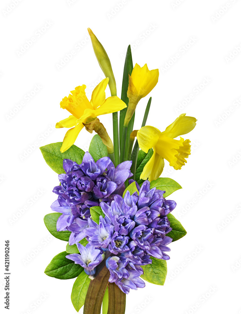 Blue hyacinth flowers  and yellow daffodils in a floral arrangement isolated on white