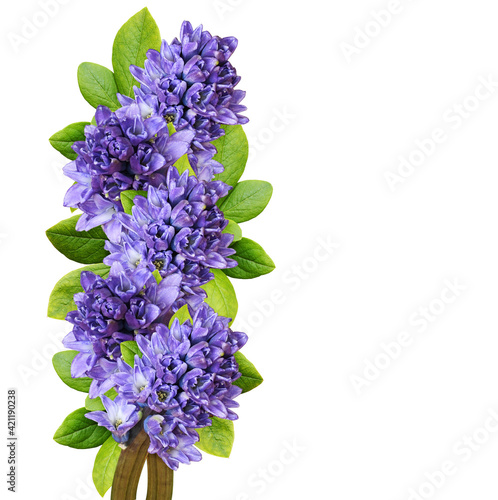 Tableau sur toile Blue hyacinth flowers  and green leaves in a floral line arrangement isolated on