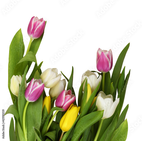 Colorful tulip flowers in a...