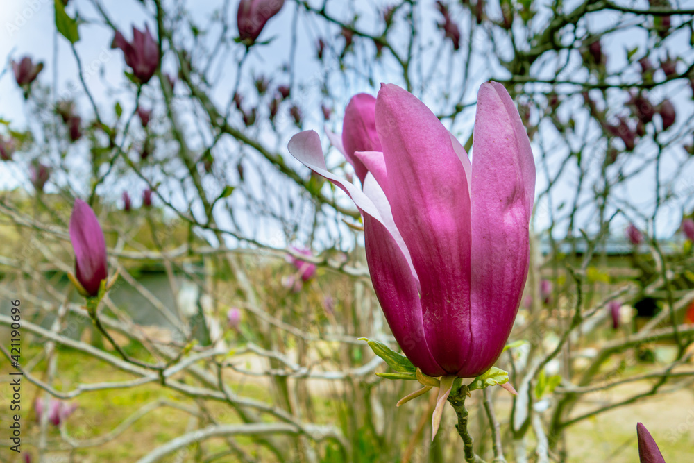紫のモクレン 木蓮 紫木蓮 シモクレン Stock Photo Adobe Stock 紫のモクレン 木蓮 紫木蓮 シモクレン Stock Photo Adobe Stock