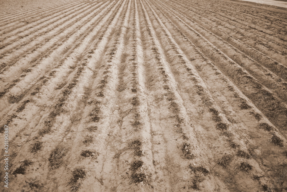 Campo Campo