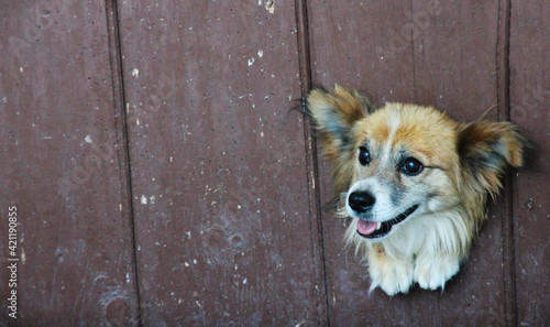Dog peeking out of a hole