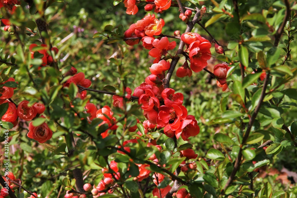 ぼけの花