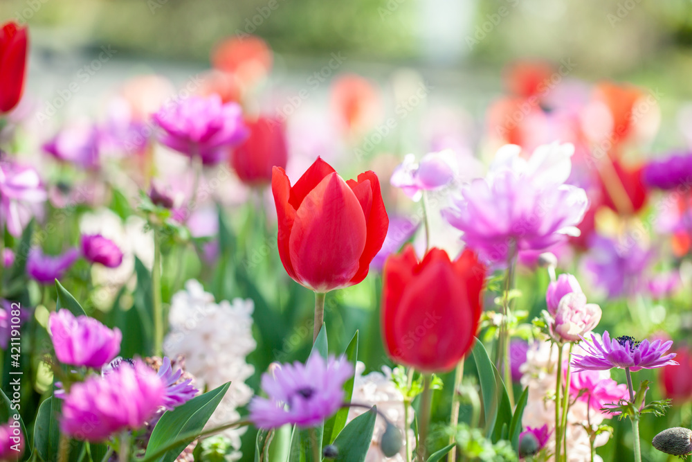 チューリップとアネモネの花壇