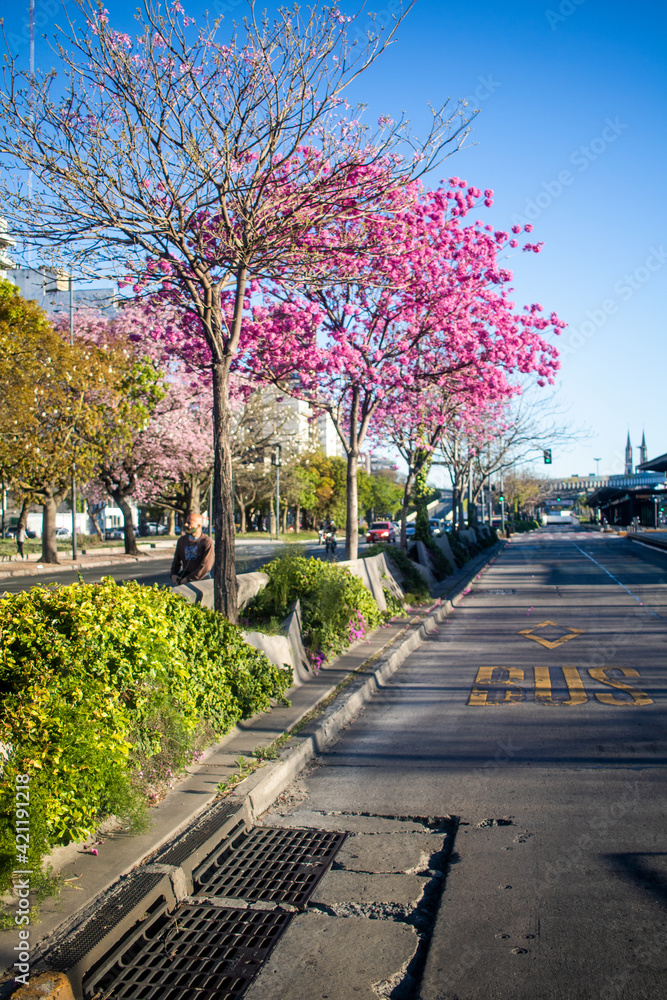 Tree with pink leaves in the street