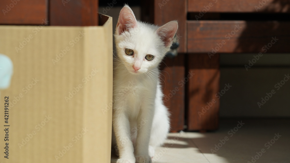 One little cute white cat playing in the room One little cute white cat playing in the room