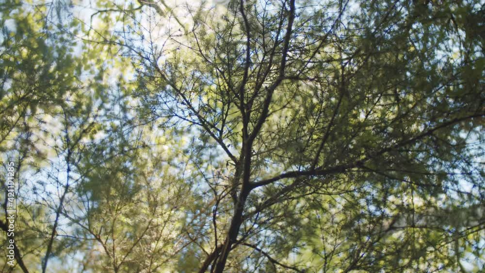 Low angle view green foliage of trees in woods with sun shining through leaves Low angle view green foliage of trees in woods with sun shining through leaves