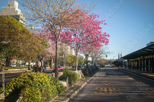 Tree with pink leaves in the street