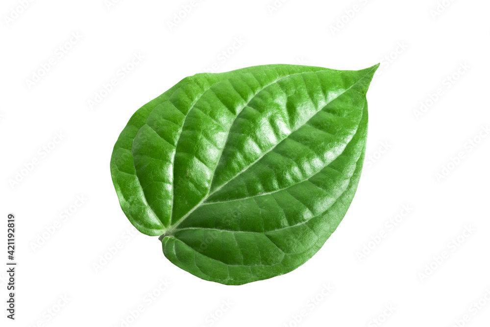 Fototapeta premium Green betel leaves isolated on white background,clipping path