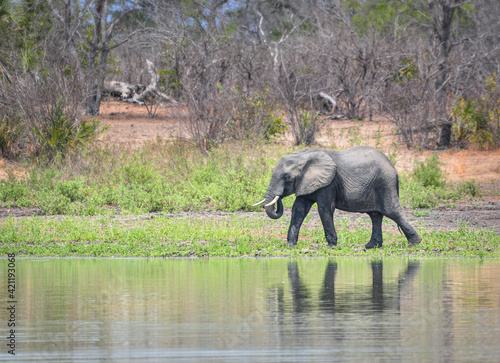 A young elephant drinking from the river Rufiji  Selous National Park  Tanzania