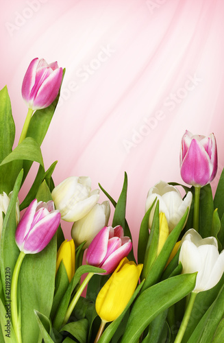 Tulip flowers in a bottom b...