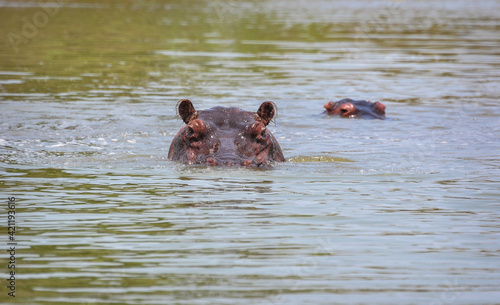 Hippopotamus, Selous Game Reserve, Tanzania, Africa