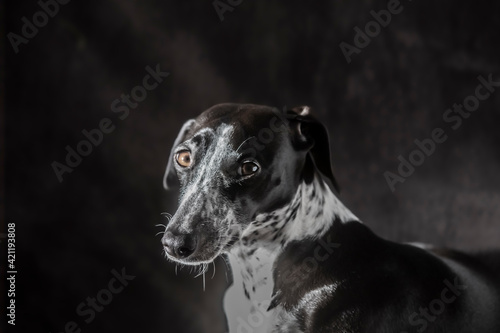 Sunlight Studio Portrait of Ruby Greyhound