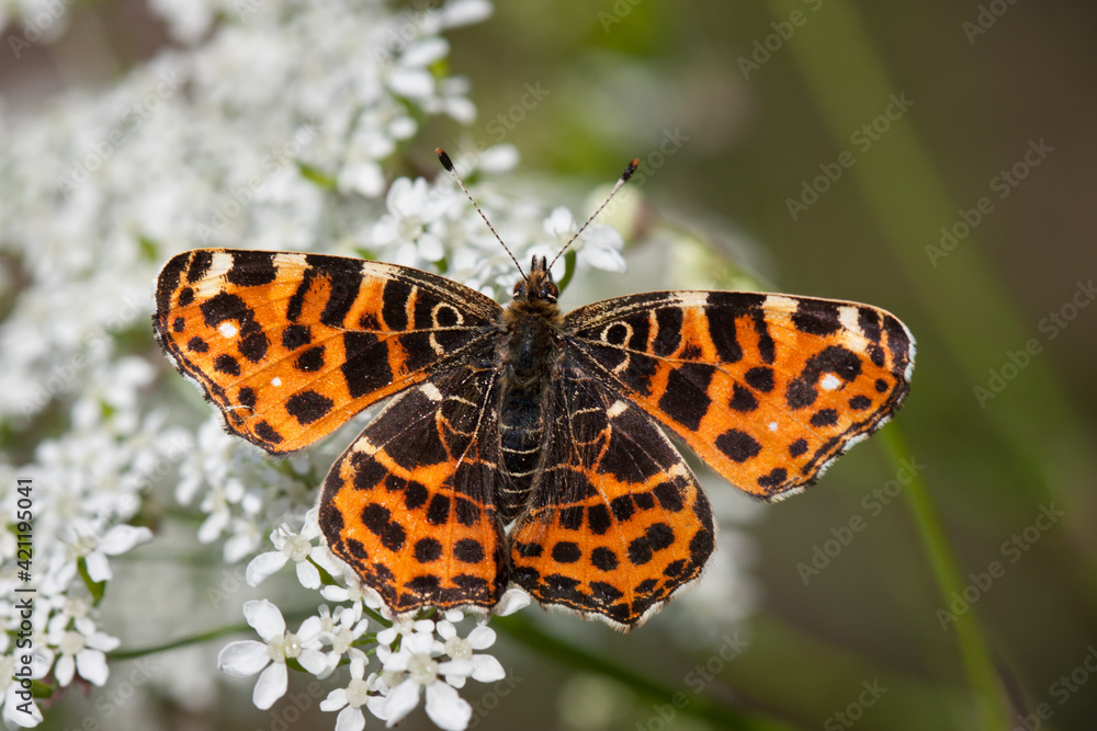 Beautiful reddish butterfly, Painted lady, on white flower of Cow parsley Beautiful reddish butterfly, Painted lady, on white flower of Cow parsley