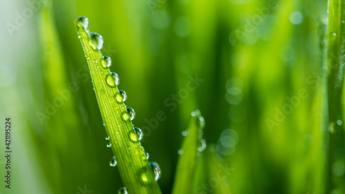 Wet spring green grass background with dew lawn natural.