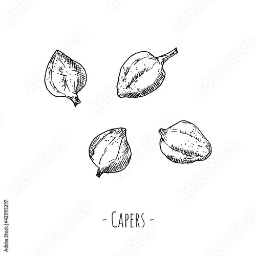 Capers. Vector illustrations. Isolated objects on a white background.