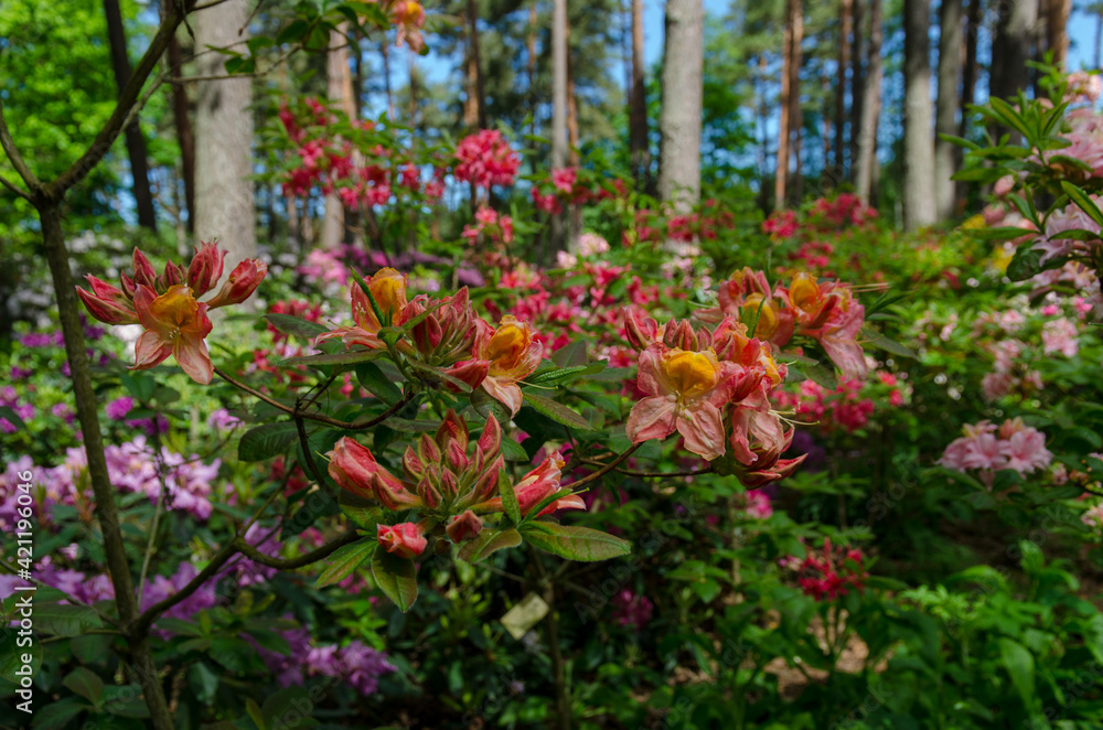 rhododendrons in the garden