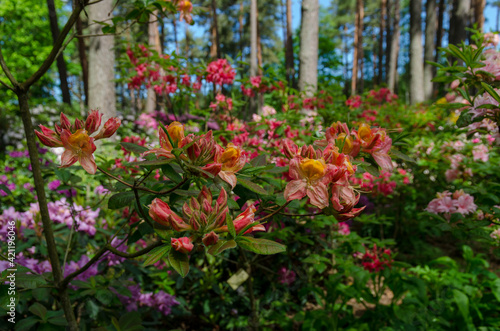 rhododendrons in the garden