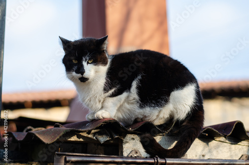 Street cat. A yard, abandoned, spotted cat. Thoroughbred pet.