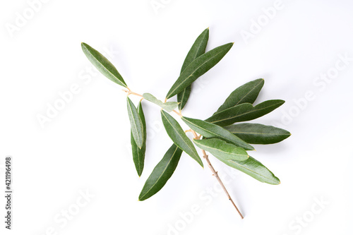 Fototapeta Naklejka Na Ścianę i Meble -  Beautiful fresh green olive branch isolated on a white background, copy space and close up. Simbol of peace