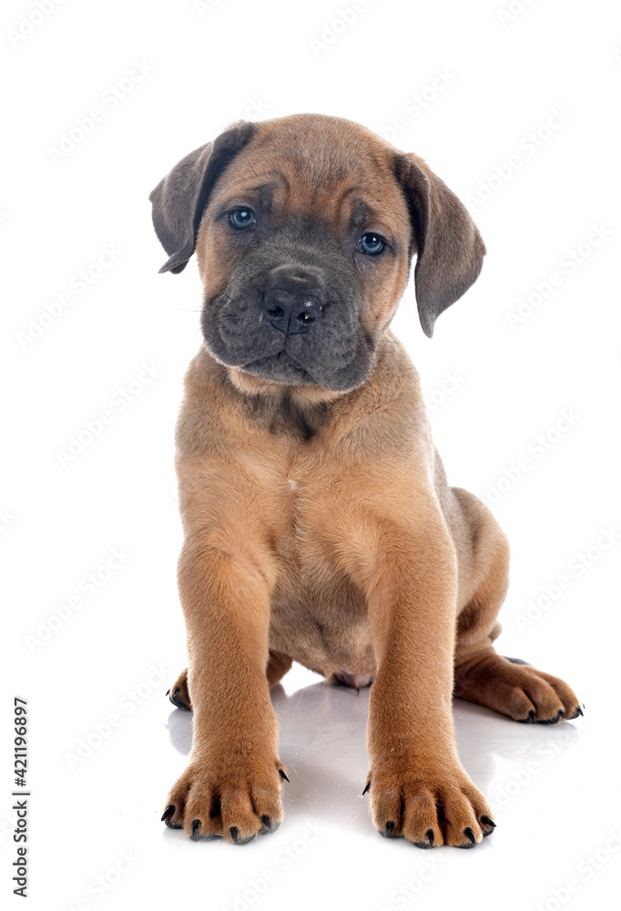 puppy cane corso