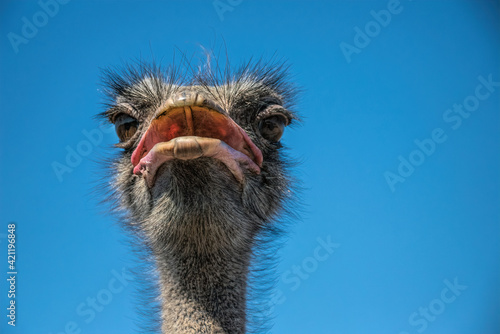 Funny screaming noisy African ostrich © konoplizkaya
