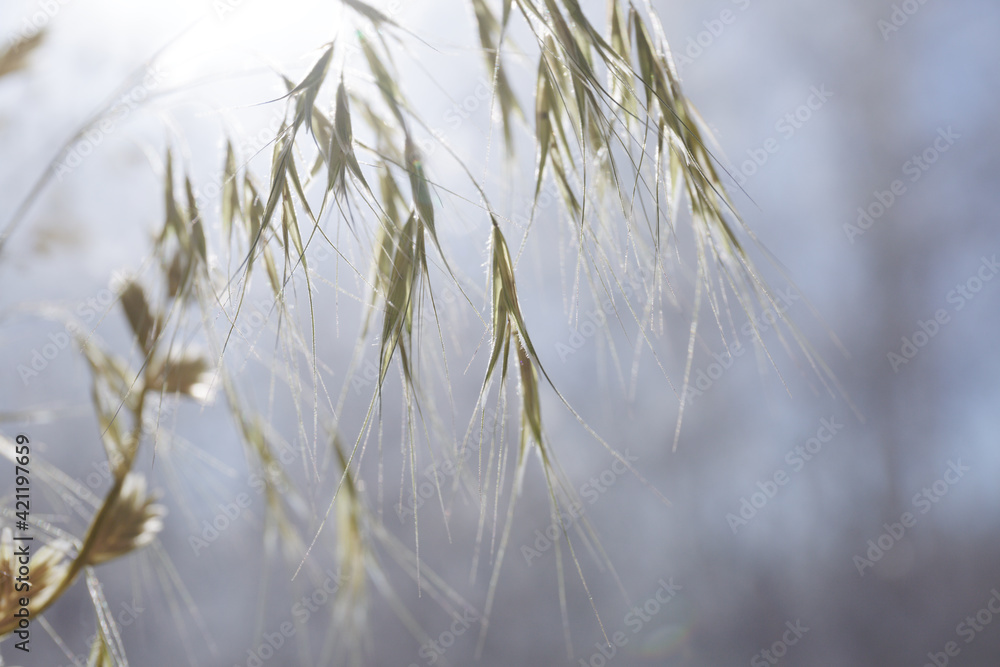 Fototapeta premium Green spikelets of grass close-up. Natural nature background. Selective focus