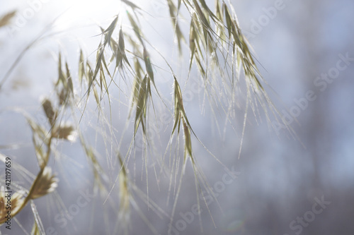 Green spikelets of grass close-up. Natural nature background. Selective focus