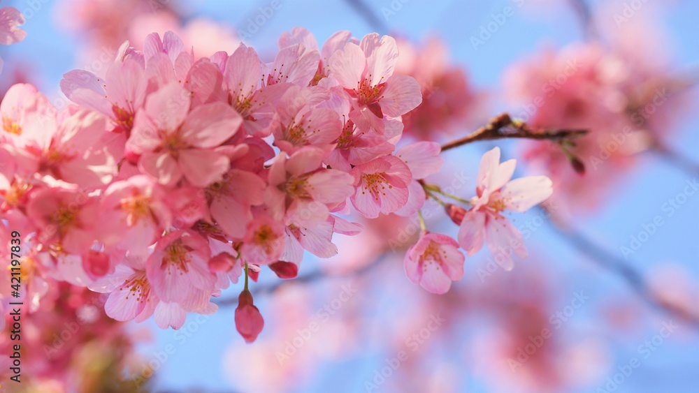 サクランボ, ピンク, 自然, 咲く, ブランチ, 花, sakura, 