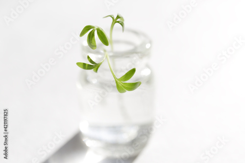 Sprouted watercress in a small glass bottle. A sprout with green leaves stands in the water in a decorative bottle