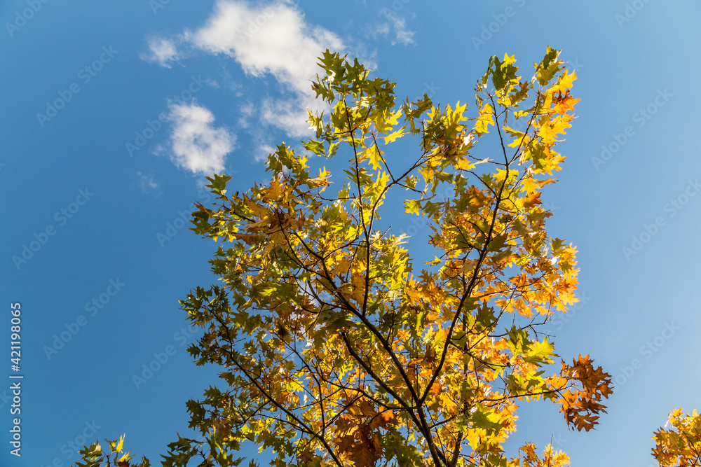 background of leaves in typical indian summer colors