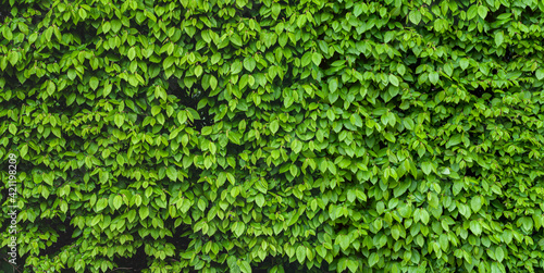 Green shrub hedge, fresh green leaves for texture background. Lush vegetation close-up.