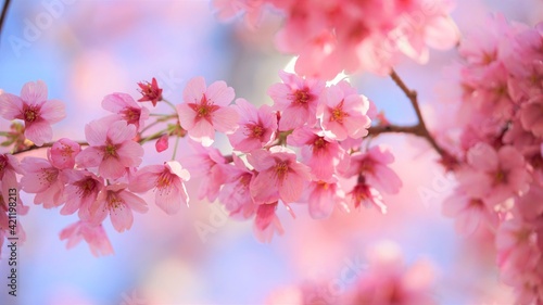カンヒザクラ、夏 、咲く