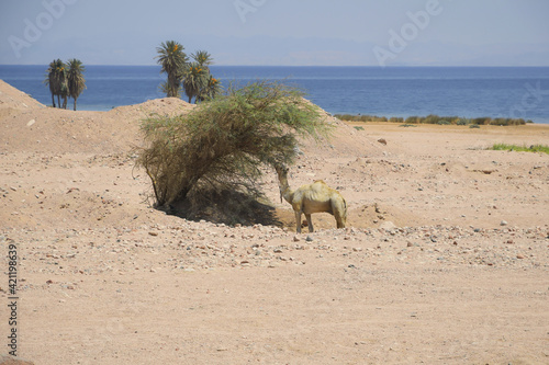 Camel eating a bush in the desert near the sea