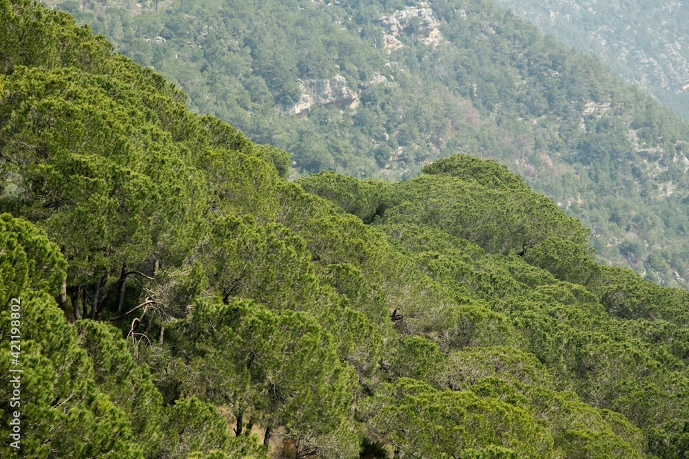 green pine forest tree tops in the Lebanon mountains