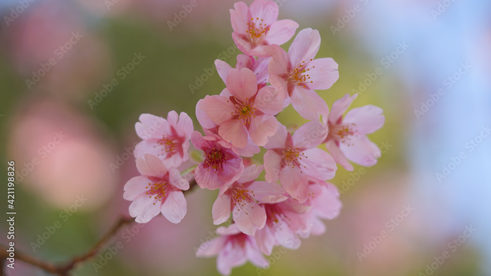 Obraz premium サクランボ, ピンク, 自然, 咲く, ブランチ, 花, sakura, 