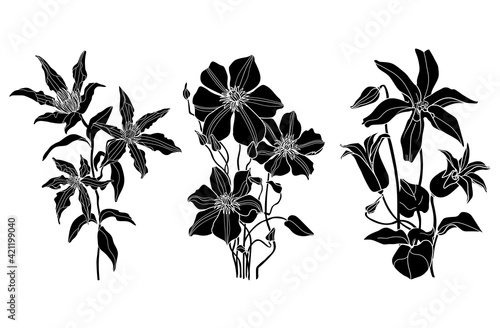 Black clematis flower