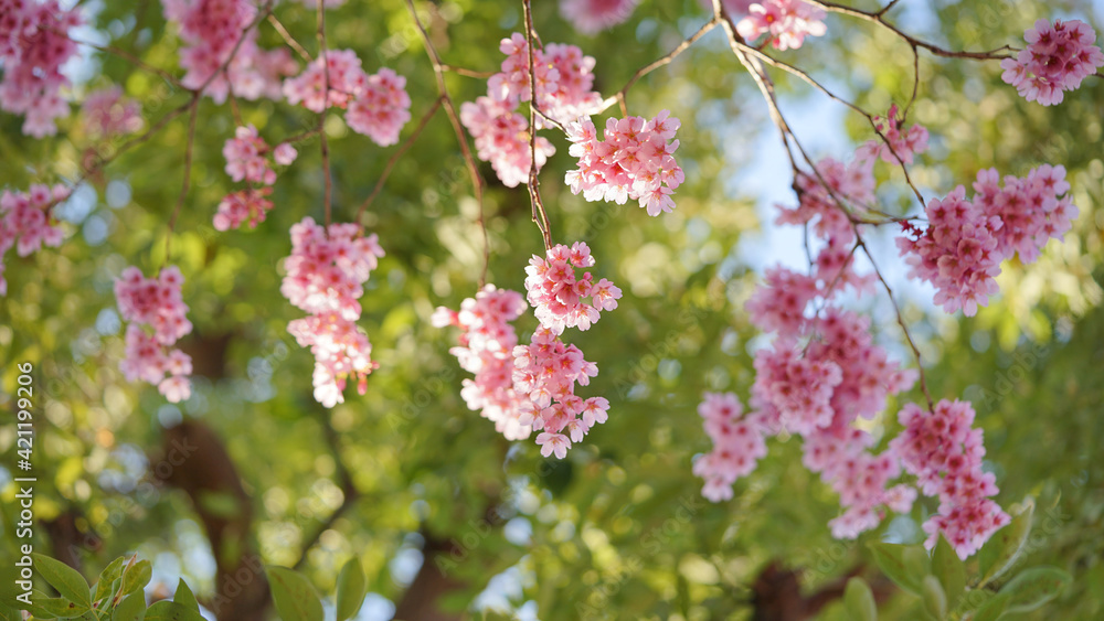 Fototapeta premium サクランボ, ピンク, 自然, 咲く, ブランチ, 花, sakura, 