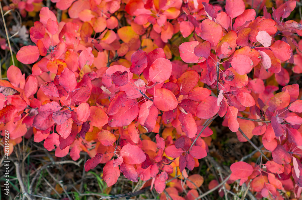 Bright red autumn foliage close-up on colorful blurred background, autumn season, lush crown tree close-up, nature outdoors Bright red autumn foliage close-up on colorful blurred background, autumn season, lush crown tree close-up, nature outdoors