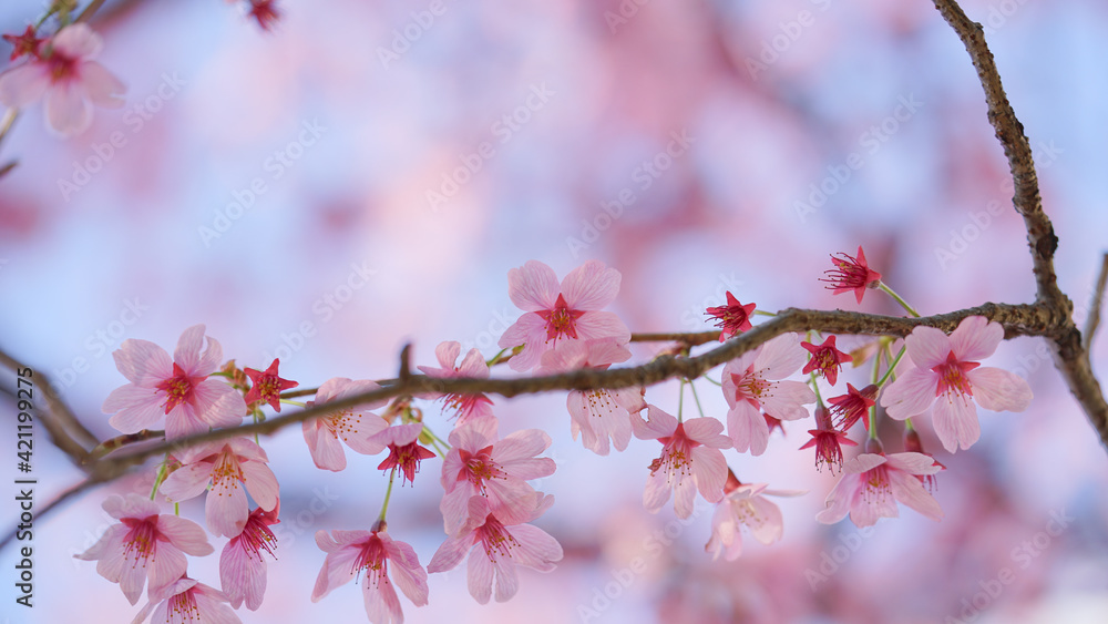 Obraz premium サクランボ, ピンク, 自然, 咲く, ブランチ, 花, sakura, 