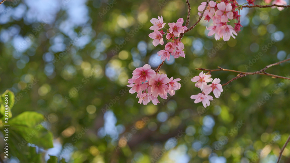 サクランボ, ピンク, 自然, 咲く, ブランチ, 花, sakura, サクランボ, ピンク, 自然, 咲く, ブランチ, 花, sakura,