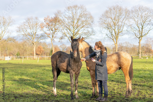 Female socializes a 6 month old foal in the pasture. She wears outdoor clothing in the winter. The horses are brushed and cared for