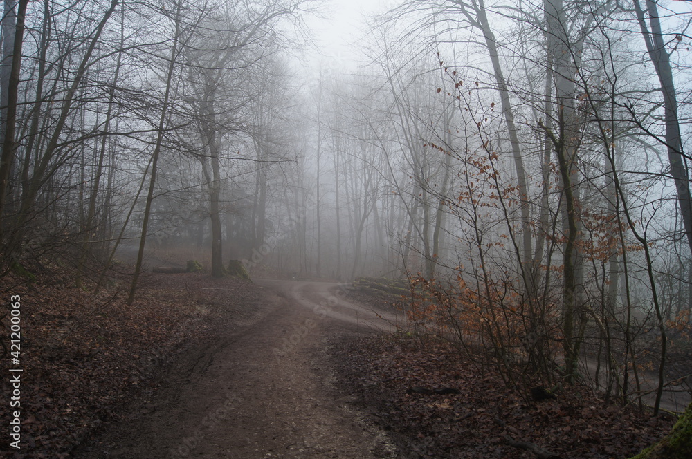 Fototapeta premium Der Hermanns Weg bei Bielefeld im dichten Nebel am Morgen im Teutoburgerwald